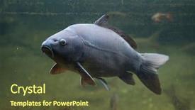  Presentation with mirror - PPT theme consisting of eurasia - mirror carp cyprinus carpio carpio background and a tawny brown colored foreground