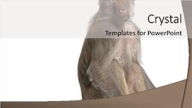  Presentation with front of burj khalifa - Beautiful presentation featuring baboon - simia hamadryas in front backdrop and a light gray colored foreground