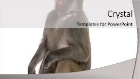  Presentation with navratri festival front page pdf - Presentation theme with baboon - simia hamadryas in front background and a light gray colored foreground
