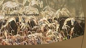  Presentation with winter - Beautiful theme featuring miscanthus-in-the-winter-garde backdrop and a coral colored foreground