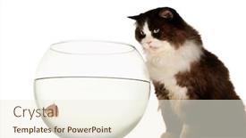  Presentation with goldfish - Beautiful slide set featuring mischeavous-cat-looking-at-goldfish backdrop and a cream colored foreground