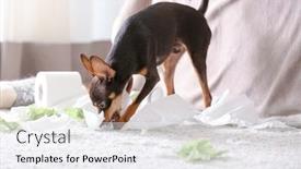  Presentation with torn paper - Presentation theme having mischievous-toy-terrier-and-torn background and a white colored foreground