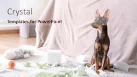  Presentation with torn paper - Cool new presentation theme with mischievous-toy-terrier-and-torn backdrop and a lemonade colored foreground