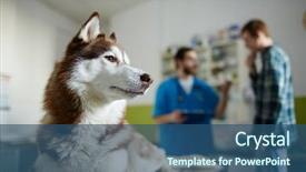  Presentation with vet - Amazing PPT layouts having misfortune - cute buddy in vet clinics backdrop and a ocean colored foreground