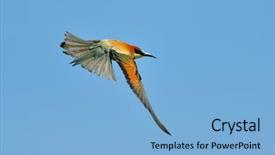  Presentation with bee - Presentation theme featuring missile target - european bee-eater merops apiaster flying background and a light blue colored foreground