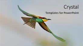  Presentation with weed eater - Colorful presentation enhanced with missile target - european bee-eater merops apiaster flying backdrop and a  colored foreground