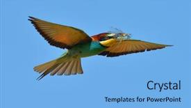  Presentation with bee - Slides with missile target - european bee-eater merops apiaster flying background and a light blue colored foreground
