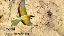  Presentation with bee - Presentation design having missile target - european bee-eater merops apiaster outdoor background and a  colored foreground