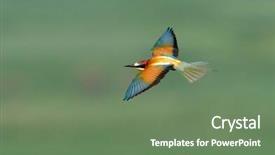  Presentation with missile - Audience pleasing presentation theme consisting of missile target - european bee-eater merops apiaster outdoor backdrop and a  colored foreground