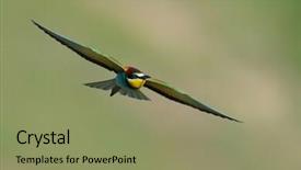  Presentation with spelling bee invitation - PPT theme with missile target - european bee-eater merops apiaster outdoor background and a  colored foreground