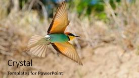  Presentation with bee - Beautiful PPT theme featuring missile target - european bee-eater merops apiaster outdoor backdrop and a coral colored foreground