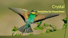  Presentation with bee - PPT theme having missile target - european bee-eater merops apiaster outdoor background and a tawny brown colored foreground