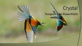  Presentation with missile - Colorful slide set enhanced with missile target - european bee-eater merops apiaster outdoor backdrop and a mint green colored foreground