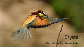  Presentation with bee propolis antimicrobials - Audience pleasing presentation design consisting of missile target - european bee-eater merops apiaster outdoor backdrop and a  colored foreground