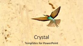  Presentation with weed eater - Presentation theme consisting of missile target - european bee-eater merops apiaster outdoor background and a  colored foreground