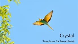  Presentation with bee - Beautiful presentation theme featuring missile target - european bee-eater merops apiaster outdoor backdrop and a  colored foreground