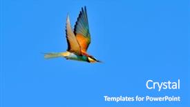  Presentation with bee propolis antimicrobials - Presentation featuring missile target - european bee-eater merops apiaster outdoor background and a light blue colored foreground