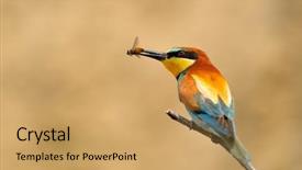  Presentation with bee - Presentation enhanced with missile target - european bee-eater merops apiaster outdoor background and a  colored foreground