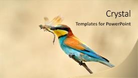  Presentation with spelling bee invitation - Presentation design enhanced with missile target - european bee-eater merops apiaster outdoor background and a lemonade colored foreground