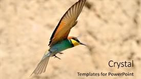  Presentation with spelling bee invitation - PPT theme consisting of missile target - european bee-eater merops apiaster outdoor background and a lemonade colored foreground