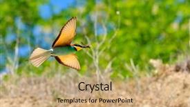  Presentation with bee propolis antimicrobials - Slide deck consisting of missile target - european bee-eater merops apiaster outdoor background and a  colored foreground