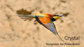  Presentation with weed eater - Presentation enhanced with missile target - european bee-eater merops apiaster outdoor background and a  colored foreground
