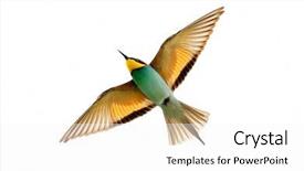 Presentation with weed eater - Beautiful presentation theme featuring missile target - european bee-eater merops apiaster outdoor backdrop and a white colored foreground