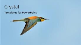  Presentation with missile - PPT theme with missile target - european bee-eater merops apiaster outdoor background and a light blue colored foreground