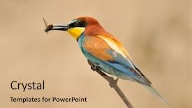  Presentation with missile - Amazing PPT layouts having missile target - european bee-eater merops apiaster outdoor backdrop and a  colored foreground