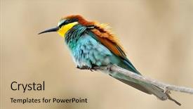  Presentation with bee - Colorful slide deck enhanced with missile target - european bee-eater merops apiaster outdoor backdrop and a coral colored foreground