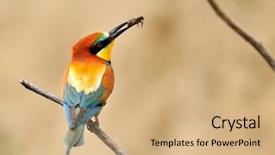  Presentation with bee propolis antimicrobials - PPT layouts featuring missile target - european bee-eater merops apiaster outdoor background and a  colored foreground
