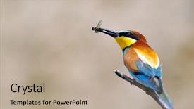  Presentation with bee propolis - PPT layouts with medieval siege weapons crossbows onagers catapults and battering rams background and a gray colored foreground