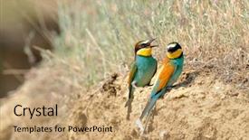  Presentation with weed eater - PPT layouts featuring missile target - european bee-eater merops apiaster outdoor background and a coral colored foreground