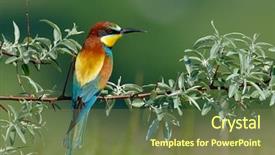 Presentation with spelling bee invitation - Presentation theme having missile target - european bee-eater merops apiaster outdoor background and a tawny brown colored foreground