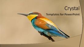  Presentation with bee - PPT theme having missile target - european bee-eater merops apiaster outdoor background and a  colored foreground