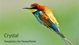  Presentation with bee - Slides enhanced with missile target - european bee-eater merops apiaster outdoor background and a  colored foreground