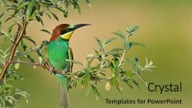  Presentation with missile - Cool new slides with missile target - european bee-eater merops apiaster outdoor backdrop and a gold colored foreground