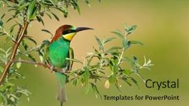  Presentation with bee propolis - Amazing PPT theme having missile target - european bee-eater merops apiaster outdoor backdrop and a  colored foreground