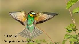  Presentation with bee - Colorful PPT layouts enhanced with missile target - european bee-eater merops apiaster outdoor backdrop and a coral colored foreground