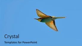  Presentation with bee - Presentation theme with missile target - european bee-eater merops apiaster background and a  colored foreground