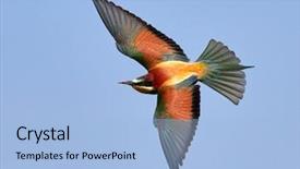  Presentation with bee propolis antimicrobials - Slides with missile target - european bee-eater merops apiaster background and a light blue colored foreground