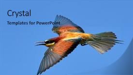  Presentation with natural hazard - Beautiful slides featuring missile target - european bee-eater merops apiaster backdrop and a teal colored foreground