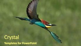  Presentation with missile - Amazing PPT theme having missile target - european bee-eater merops apiaster backdrop and a tawny brown colored foreground