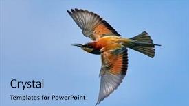  Presentation with bee - Slides with missile target - european bee-eater merops apiaster background and a light blue colored foreground