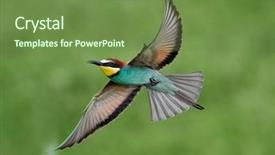  Presentation with natural fibers - Colorful slide set enhanced with missile target - european bee-eater merops apiaster backdrop and a tawny brown colored foreground