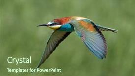  Presentation with bee - Slide deck having missile target - european bee-eater merops apiaster background and a tawny brown colored foreground