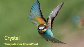  Presentation with natural disasters war - PPT theme featuring missile target - european bee-eater merops apiaster background and a tawny brown colored foreground
