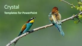  Presentation with bee - Presentation theme with missile target - european bee-eater merops apiaster background and a  colored foreground