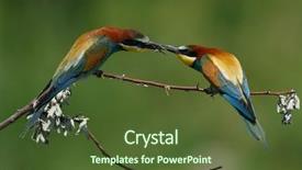  Presentation with bulgaria in european union - Cool new theme with missile target - european bee-eater merops apiaster backdrop and a tawny brown colored foreground