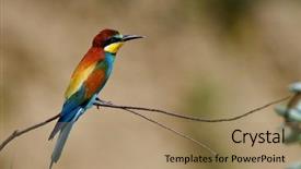  Presentation with bee - Audience pleasing theme consisting of missile target - european bee-eater merops apiaster backdrop and a  colored foreground